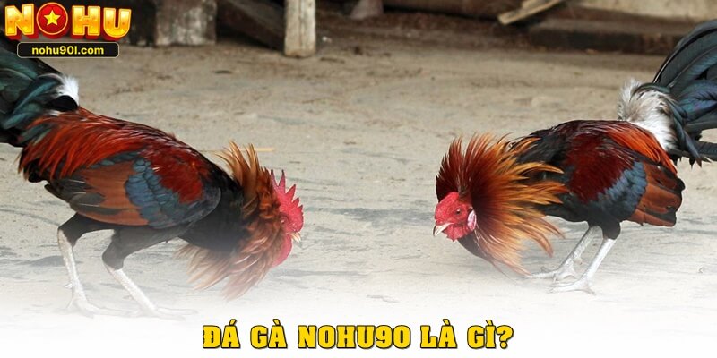 Đá gà nohu90 là gì?