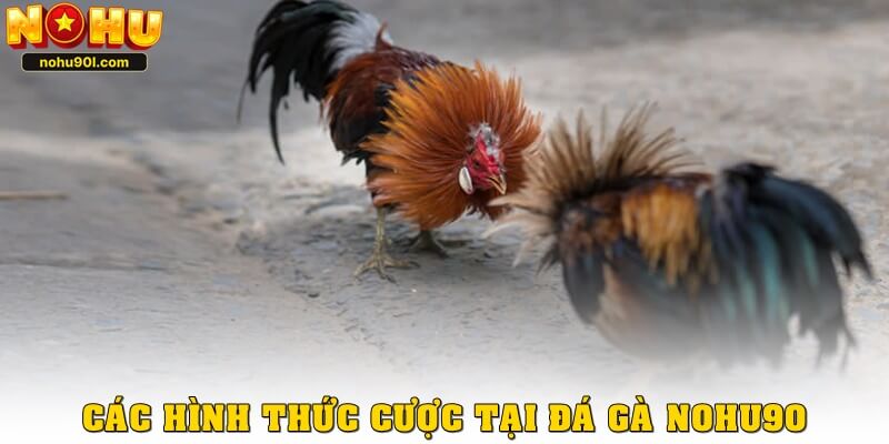 Các hình thức cược phổ biến tại đá gà nohu90