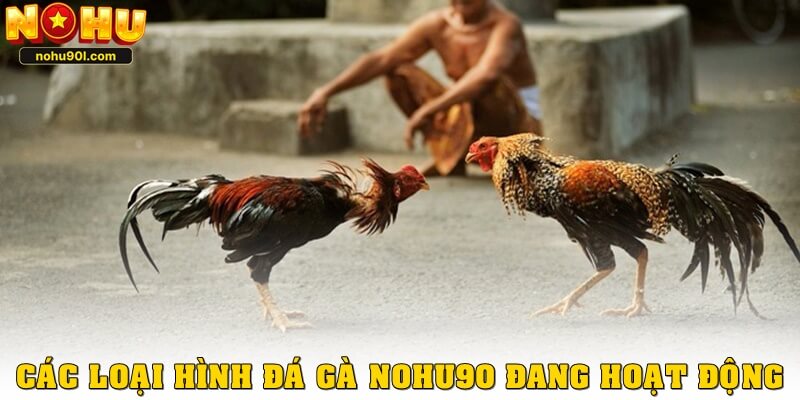 Các loại hình đá gà Nohu90 đang hoạt động